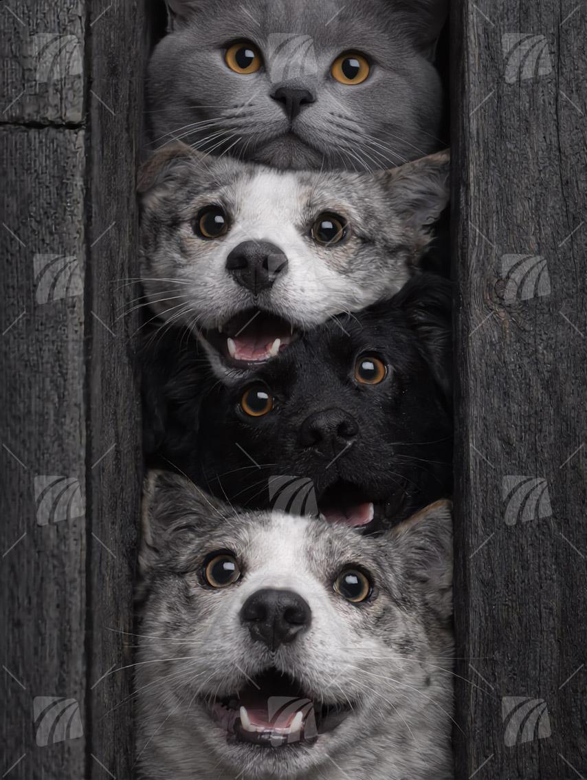 Curious 1 Tiere Wandbild auf Aluminium Dibond Spanntuch